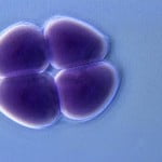 Embryo glue