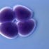 Embryo glue ivf success