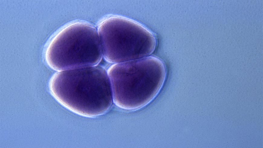 Embryo glue